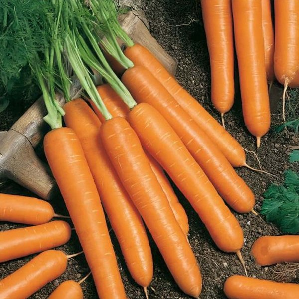 Summer Carrot 'Laguna' F1