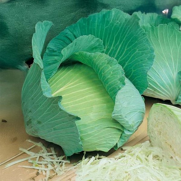 White Cabbage 'Golden Acre'