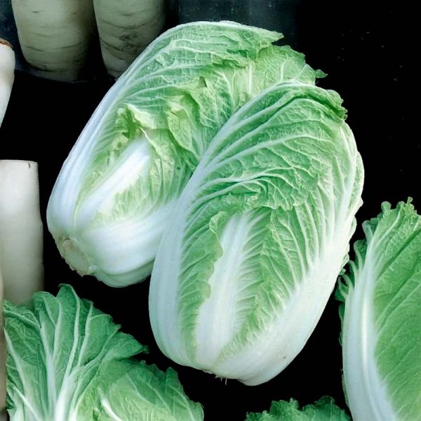Chinese Cabbage 'Hilton' F1