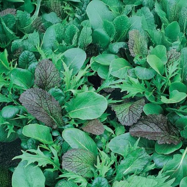Loose-leaf Lettuce 'Asia Spicy Greens Mix'