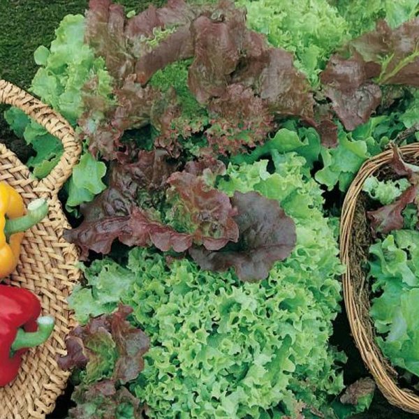 Loose-leaf Lettuce 'Fitness Mix'