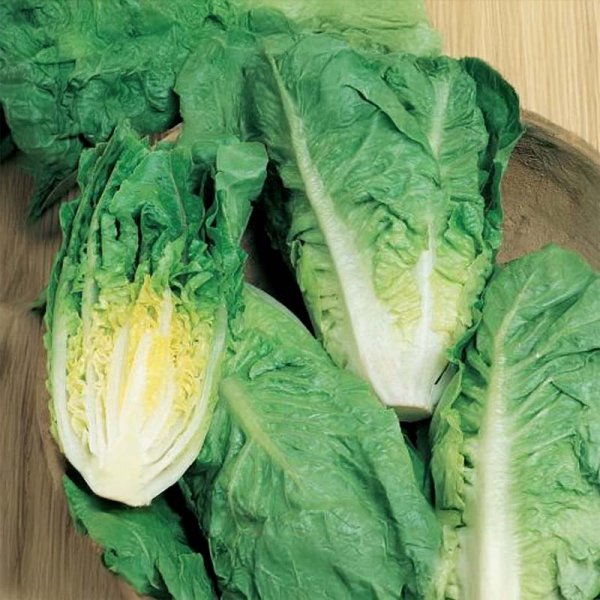 Romaine Lettuce 'Xanadu'