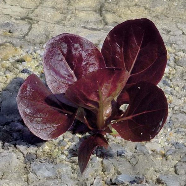Romaine Lettuce 'Ovired'