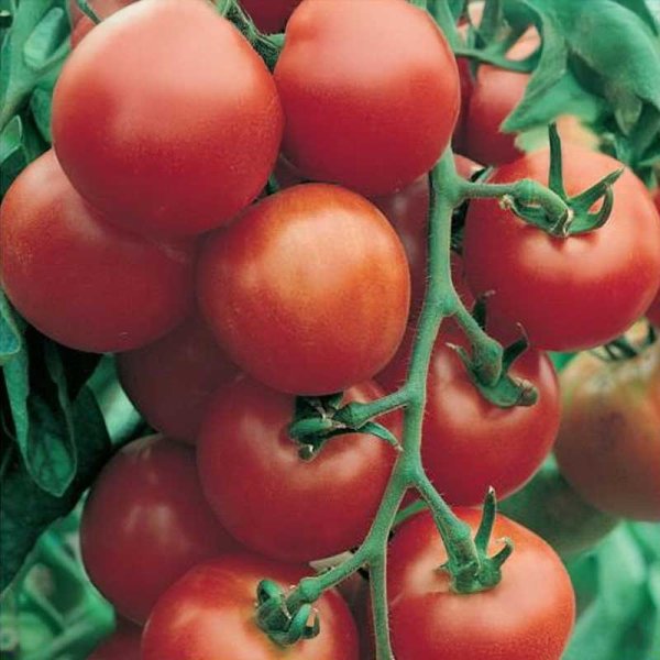 Tomato 'Harzfeuer' F1
