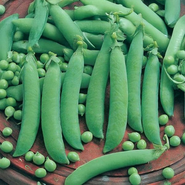 Field Pea 'Frühe Harzerin'