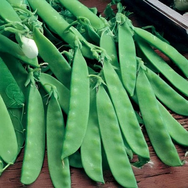 Snow Pea 'Vroege Hendriks'