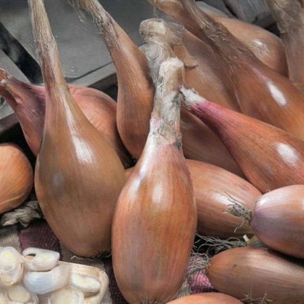 Shallot 'Zebrune'