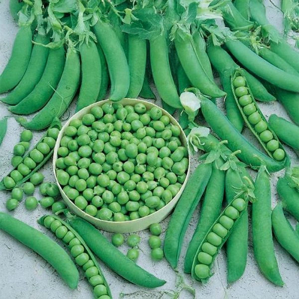 Shelling Pea 'Exzellenz'