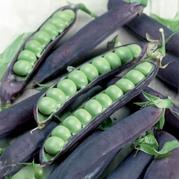 Shelling Pea 'Blauwschokker'
