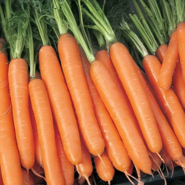Summer Carrot 'Nominator' F1