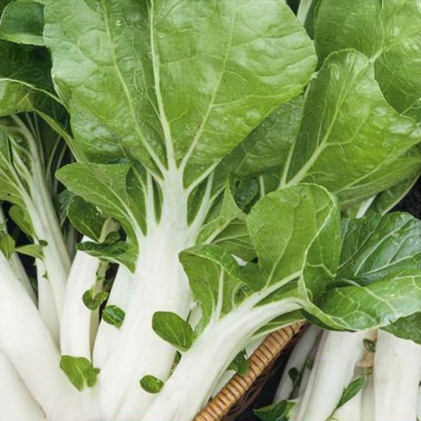Pak Choi