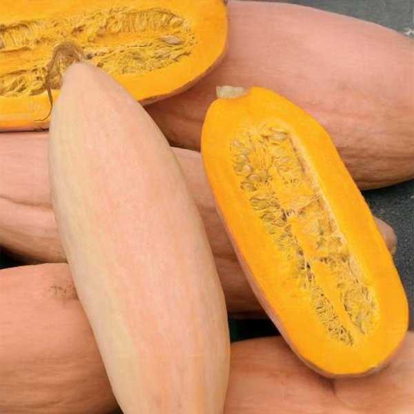 Giant Pumpkin 'Pink Banana Jumbo'