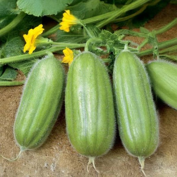 Armenian Cucumber 'Carosello Barese'
