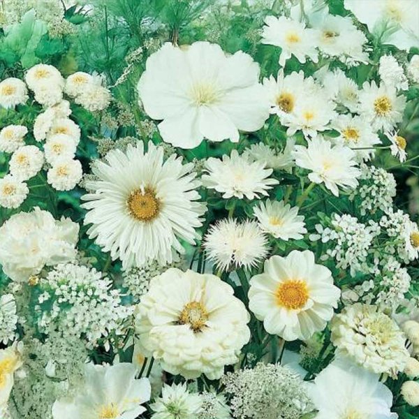 Flower Mix White