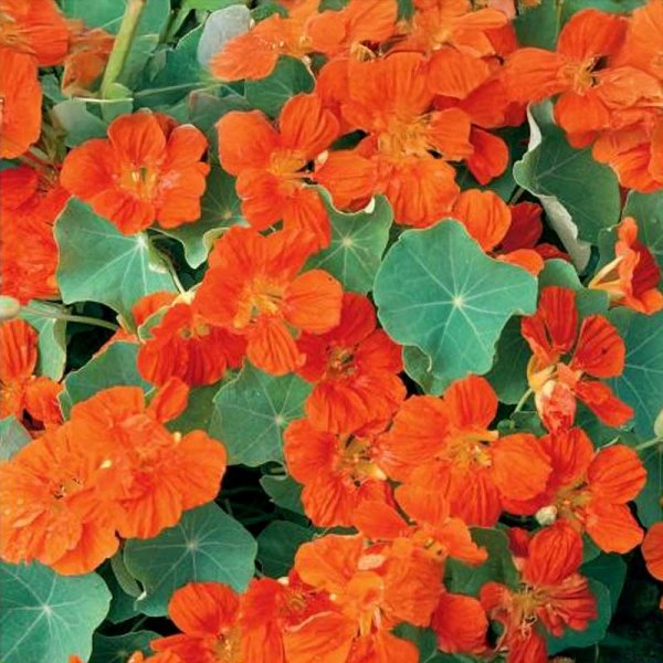 Nasturtium 'Scarlet'