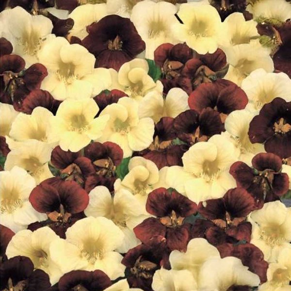 Nasturtium 'Night & Day'