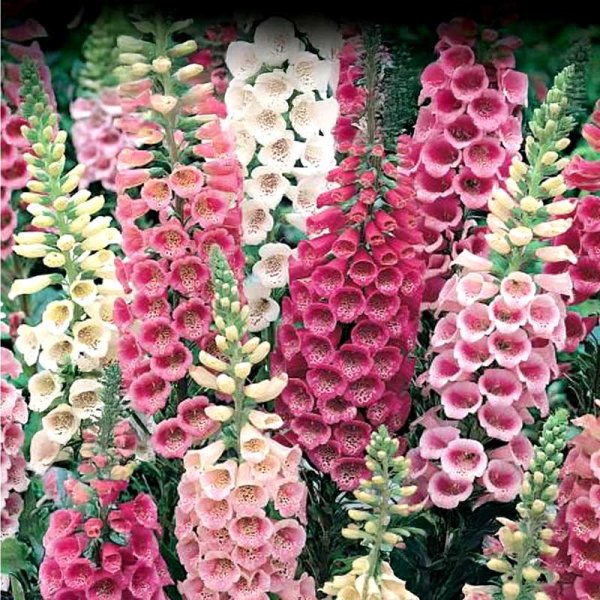 Foxglove 'Mervita'