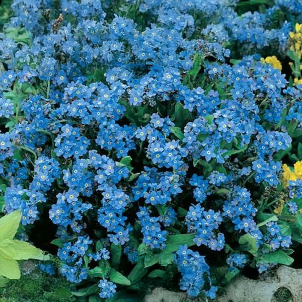 Forget-me-not 'Blue Ball'