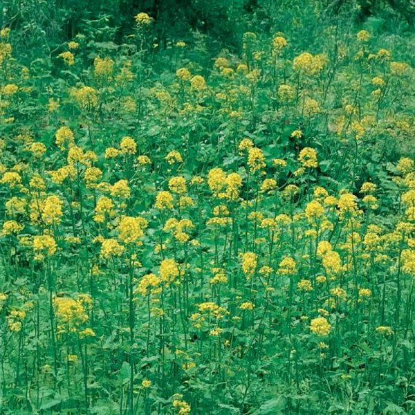 Green Manure Yellow Mustard