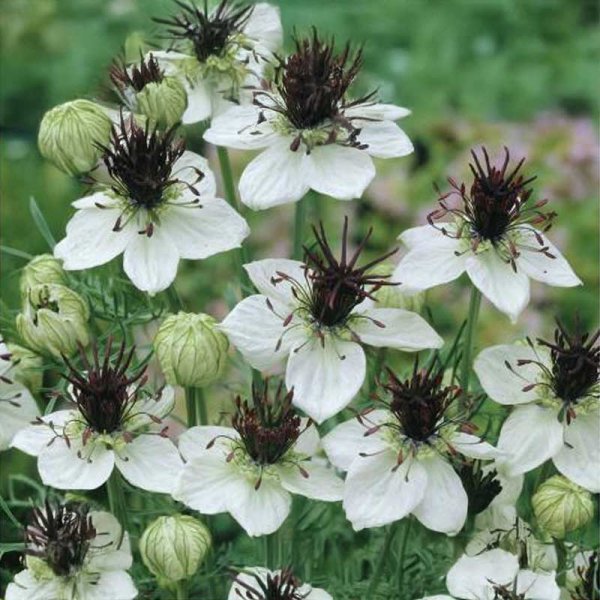Love-in-a-Mist 'African Bride'
