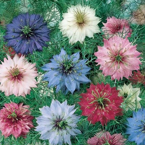 Love-in-a-Mist 'Gaudi'