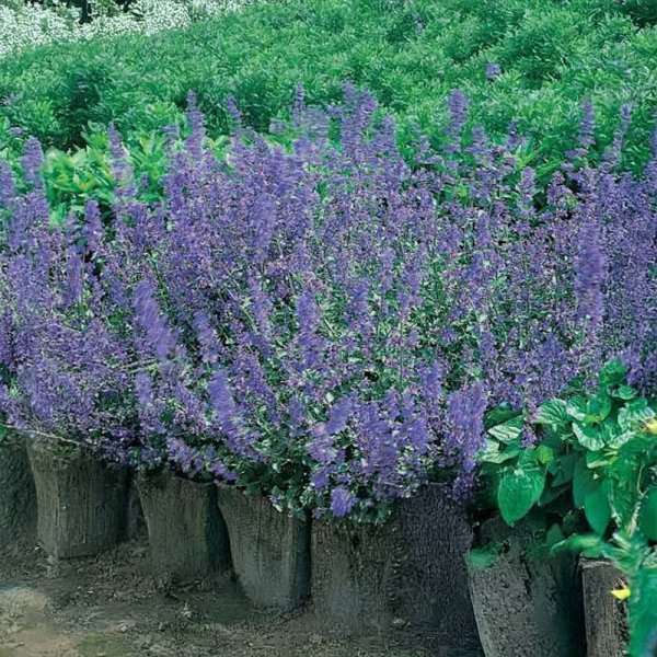 Catmint 'Catjoy'