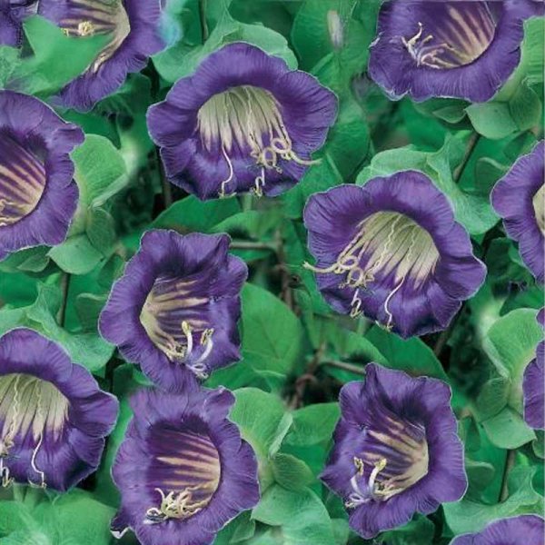 Cup and Saucer Vine 'Viola'