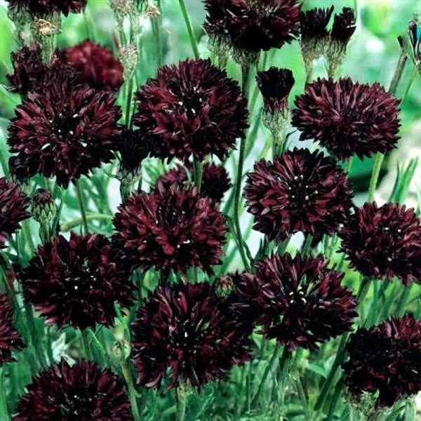 Cornflower 'Dark Beauty'