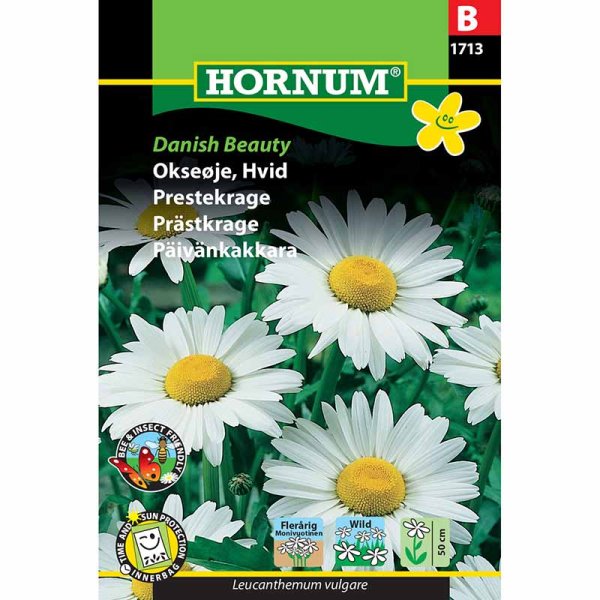 Oxeye Daisy 'Danish Beauty'