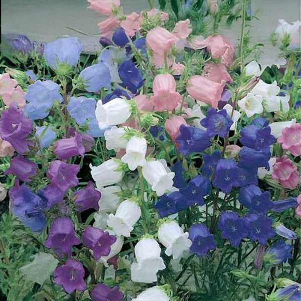 Canterbury Bells 'Bell'