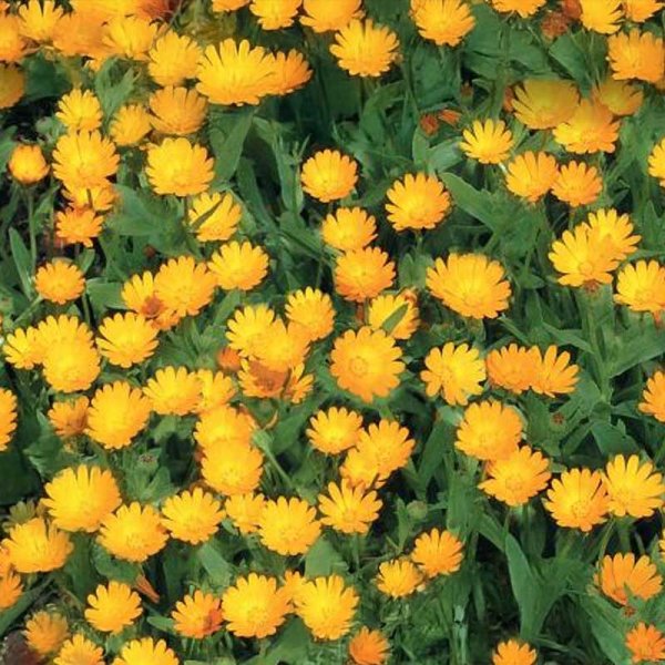 Calendula 'Springtime'