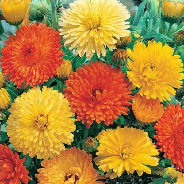 Calendula 'Citrus'