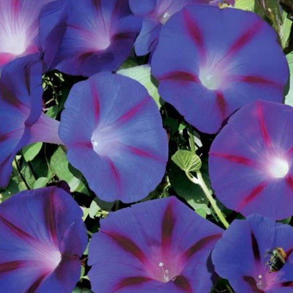 Morning Glory 'Magic Morning'