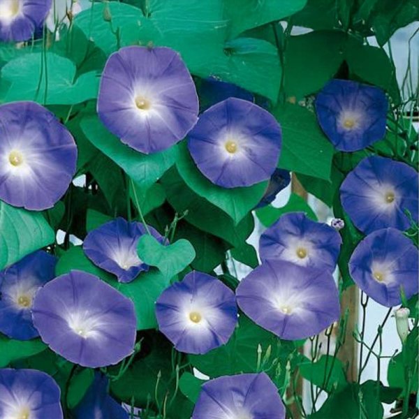 Tricolor Morning Glory 'Blue Eyes'