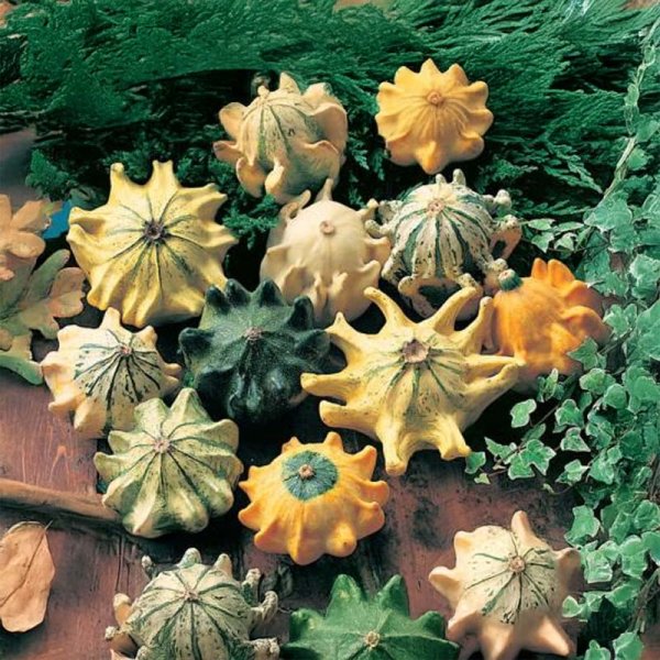Ornamental Gourd 'Star-Mix'
