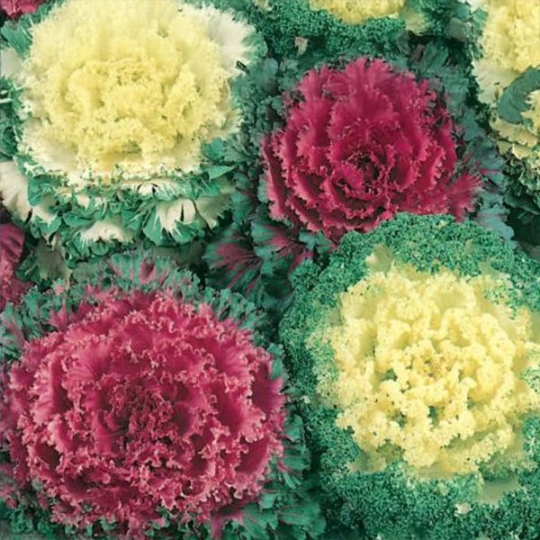 Ornamental Kale 'Fuzzy'
