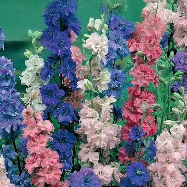 Larkspur 'Exquisit'