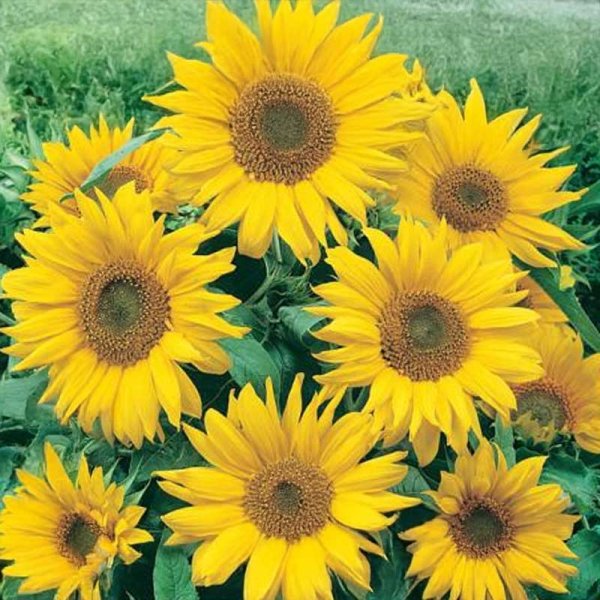 Sunflower 'Pacino'