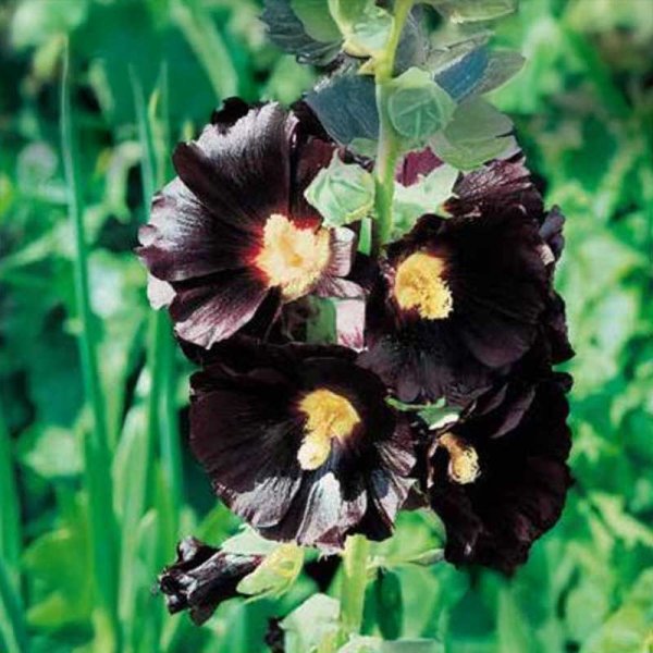Hollyhock 'Dark Beauty'