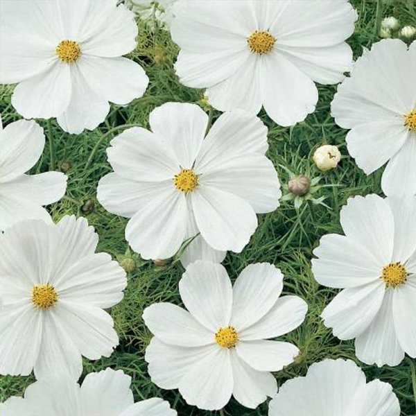 Cosmos 'Sonata White'