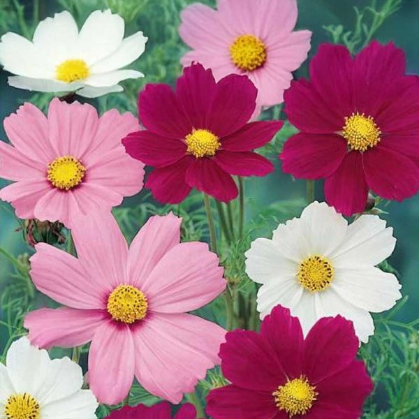 Cosmos 'Sonata Nice'