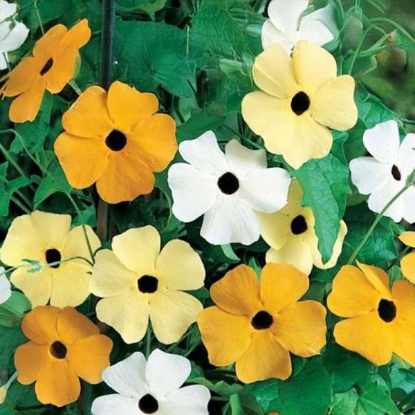 Black-eyed Susan Vine 'Dark Eyed'