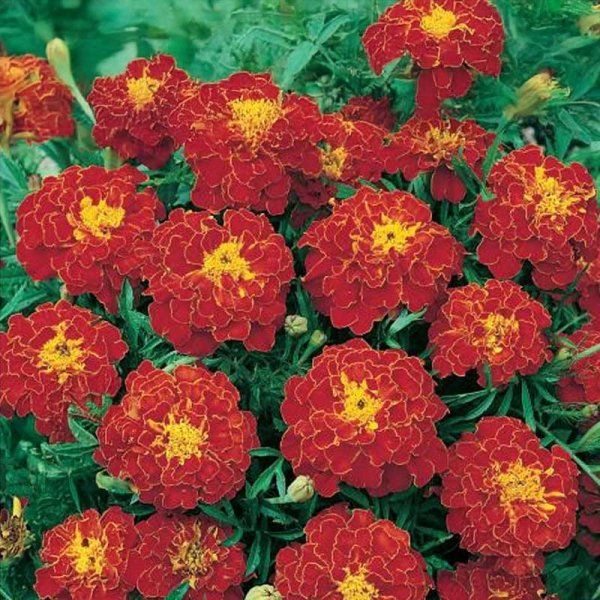 Marigold 'Carmen'