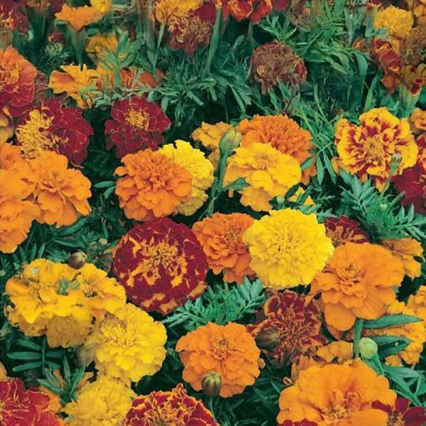 Marigold 'Sparky'