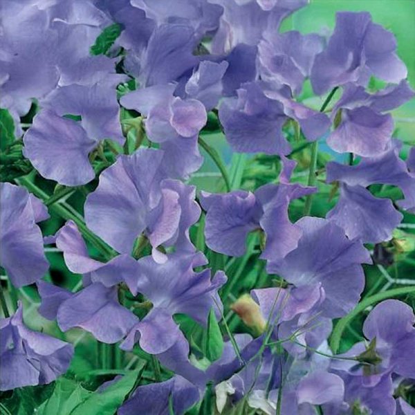 Sweet Pea 'Beauty'