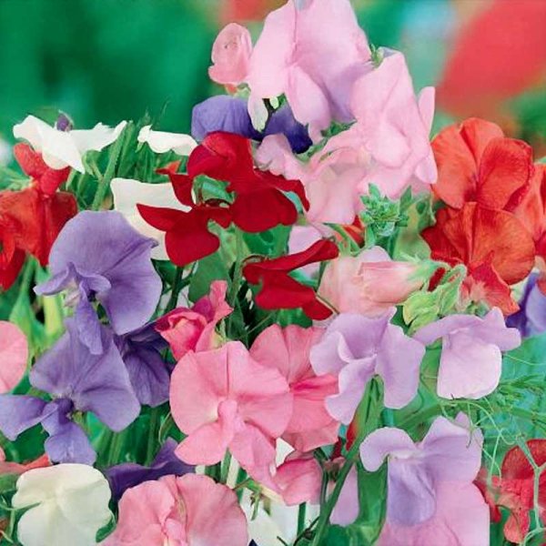 Sweet Pea 'Splendor'