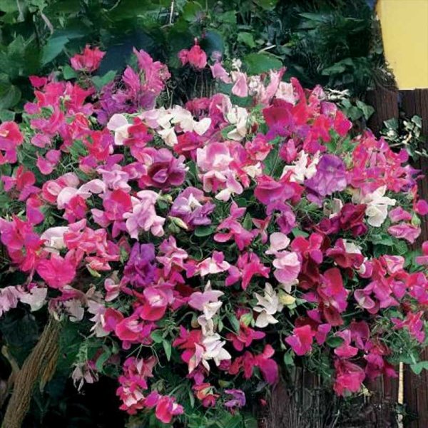 Sweet Pea 'Smell of Summer'