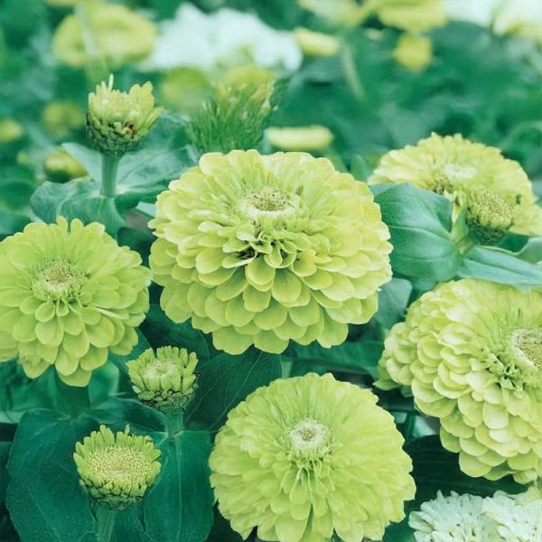 Zinnia 'Green Envy'