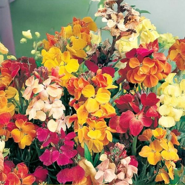 Wallflower 'Chupado'