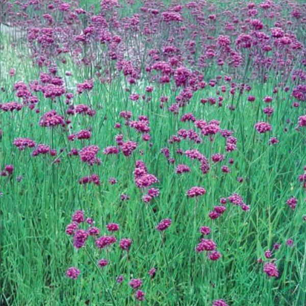 Verbena 'Grace'